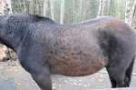 Deworming horses with Cushing's disease