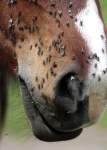 Two Mo. Horses Put Down After Getting Insect-Borne Disease: Infectious Anemia