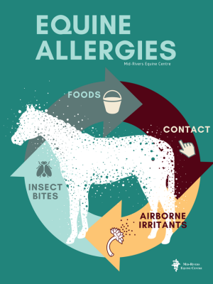 Equine Allergies