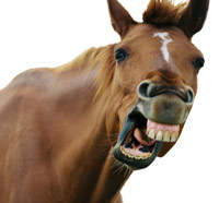 Horse Teeth Facts
