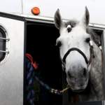 Things To Know When Traveling With Horses