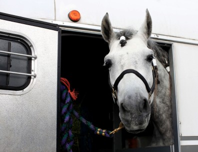 Things To Know When Traveling With Horses