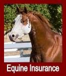 Equine Insurance - The Basics