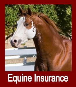Equine Insurance