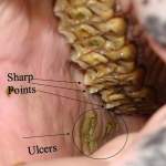 Equine Dental Care Ulcers & Sharp Points