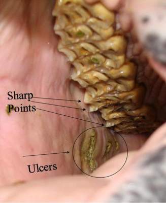 Equine Dental Care Ulcers & Sharp Points