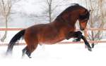 Winterizing Your Horse