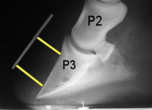 Preventing Laminitis in Horses