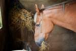 Why You May Not Know Your Horse Has an Ulcer