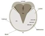 Lack of Proper Nutrition Affects Hoof Strength