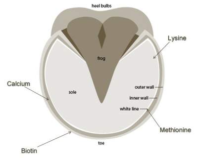 Lack of Proper Nutrition Affects Hoof Strength