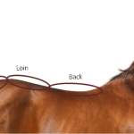 Muscle Loss In Your Horse's Topline Due To An Unbalanced Diet