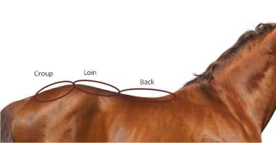 Muscle Loss In Your Horse's Topline Due To An Unbalanced Diet