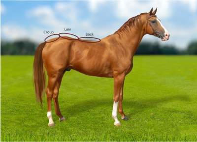Equine Nutritional Consulting Equine Topline Evaluation Scoring (TES) Chart