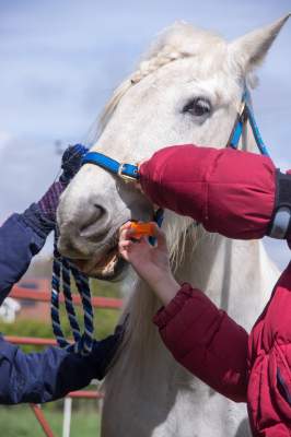 Deworming Schedule