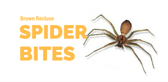 brown recluse spider bite