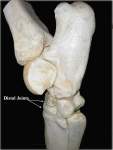 Chronic Hock Pain: Laser Arthrodesis (Surgical Fusion) May Be The Answer