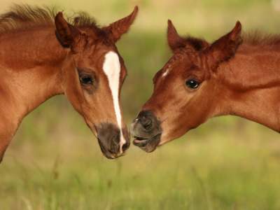 Colostrum