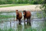 Disaster Response Planning For Horse Owners
