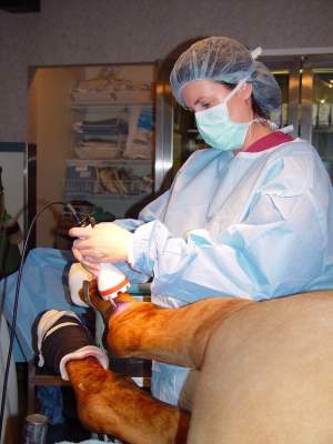 Equine Regenerative Medicine Cold laser Therapy Equine Regenerative Medicine Cold Laser Therapy