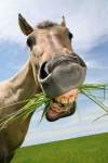 The Importance of Equine Dentistry