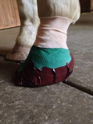equine Diaper Foot Bandage
