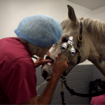 Equine Ophthalmologist