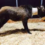 Equine Tetanus