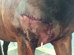 horse wound