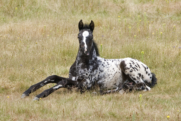 Foaling and the 1-2-3 Rule with Dr. Mrad - Mid-Rivers Equine Centre
