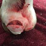 hoof injury