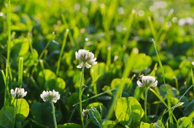 White clower flowers