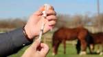 Vaccinating Your Pregnant Mare