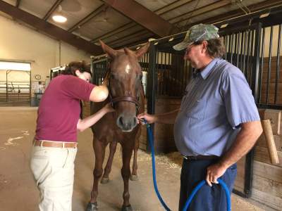 Equine Health Certificate