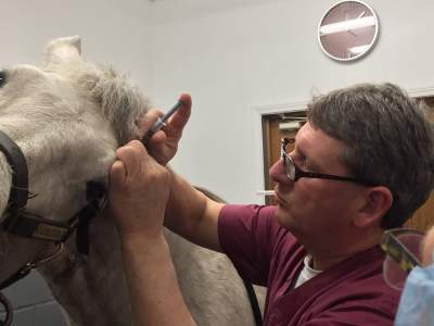 treating a horse's eye