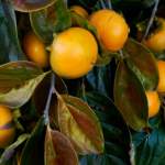 Persimmon Ingestion and Colic
