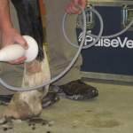 Regenerative Shock Wave Therapy for Horses
