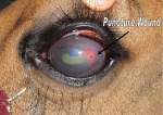 Dr. Herath, and A Network of Vets, Save Horse‚Äôs Eye After Puncture Wound