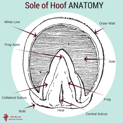 Sole of Hoof Anatomy