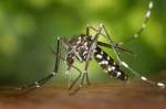 Vaccinating for West Nile Virus