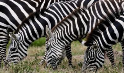 Zebra Pattern Repels Horse Flies