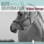Horse Bute Kidney Damage