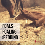 Foals Foaling and Bedding
