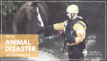 Horse Natural Disaster Planning