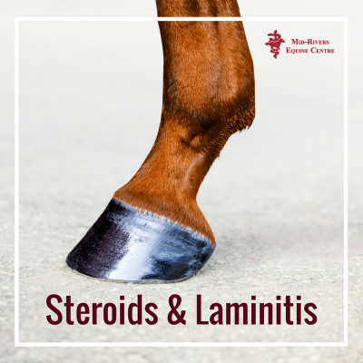 steroids and laminitis in horses