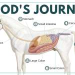 A Horse's Food Journey