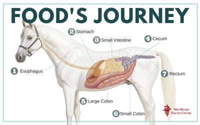 A Horse's Food Journey