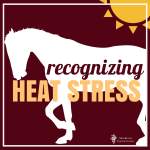 recognizing heat stress in horses