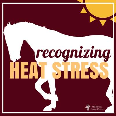 recognizing heat stress in horses