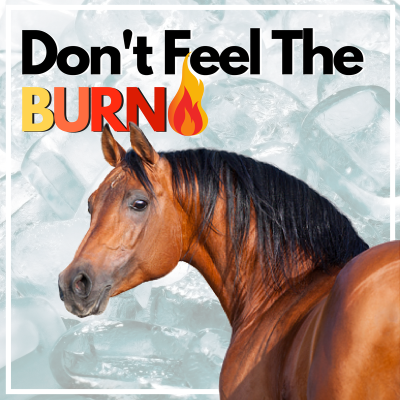 Can horses get ice burm